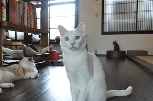 キャットアパートメント