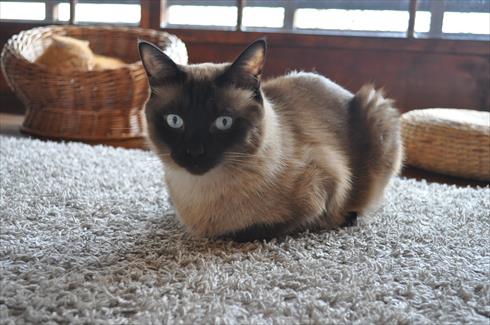 キャットアパートメント