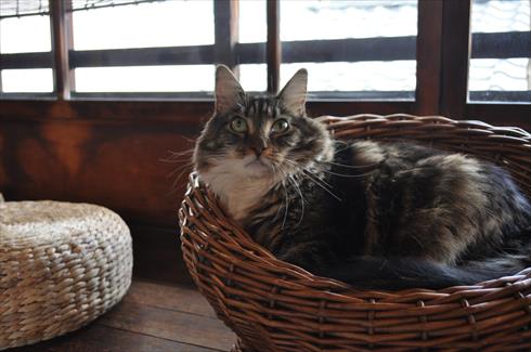 キャットアパートメント