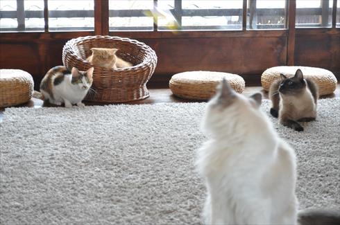 キャットアパートメント