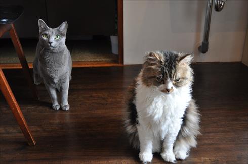 キャットアパートメント