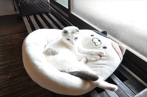 キャットアパートメント