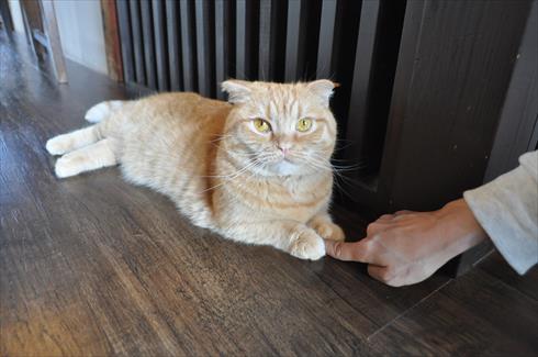 キャットアパートメント