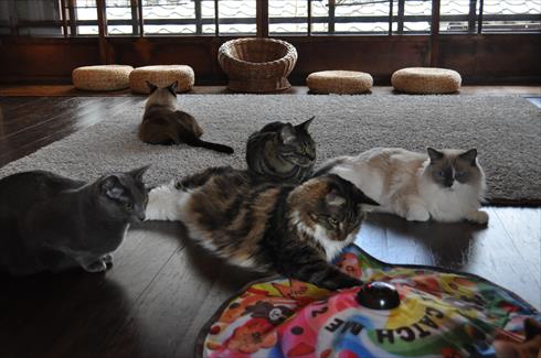 キャットアパートメント