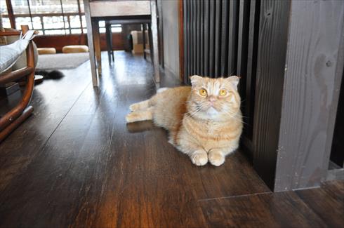 キャットアパートメント