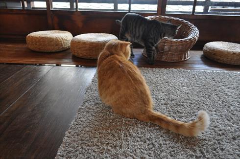 キャットアパートメント