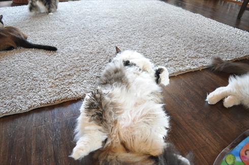 キャットアパートメント