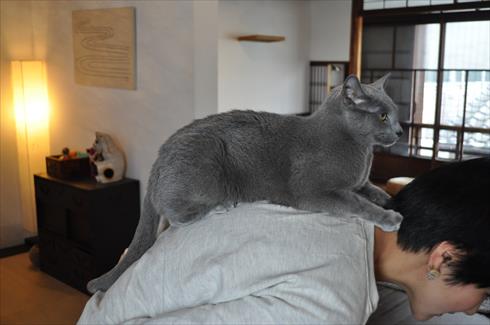 キャットアパートメント