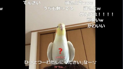 インコ 桃太郎 自信がない 最後まで歌えない 鳥