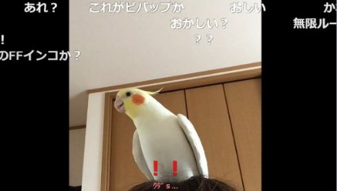 インコ 桃太郎 自信がない 最後まで歌えない 鳥