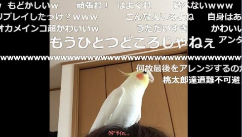 インコ 桃太郎 自信がない 最後まで歌えない 鳥