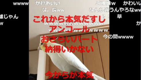 インコ 桃太郎 自信がない 最後まで歌えない 鳥