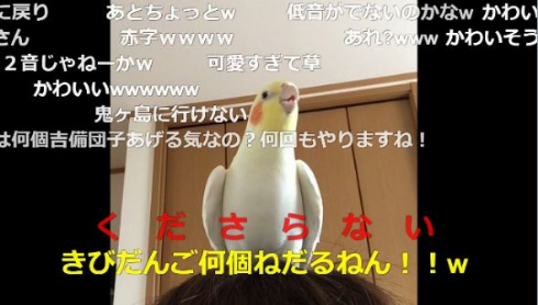インコ 桃太郎 自信がない 最後まで歌えない 鳥