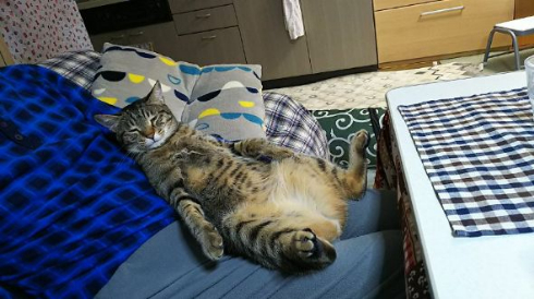 猫 おっさん おやじ 寝る