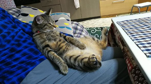 猫 おっさん おやじ 寝る