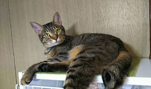 猫 おっさん おやじ 寝る