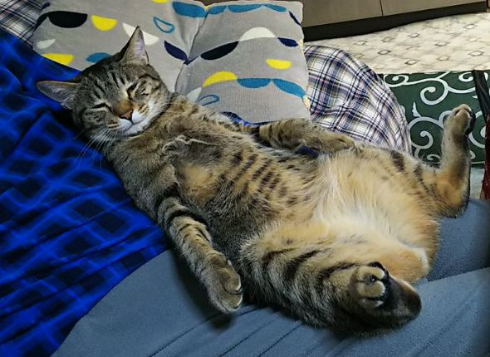 猫 おっさん おやじ 寝る