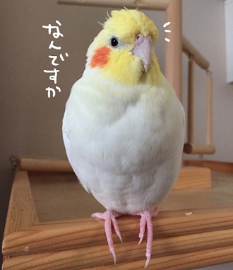 インコ 桃太郎 自信がない 最後まで歌えない 鳥