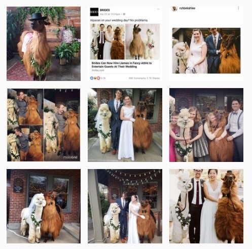 WeddingLlamas
