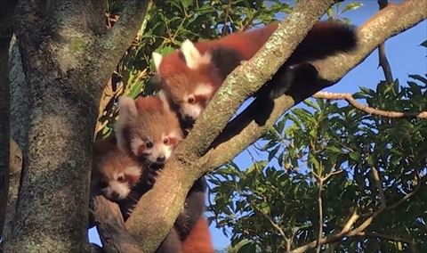 レッサーパンダ