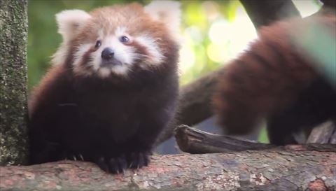 レッサーパンダ