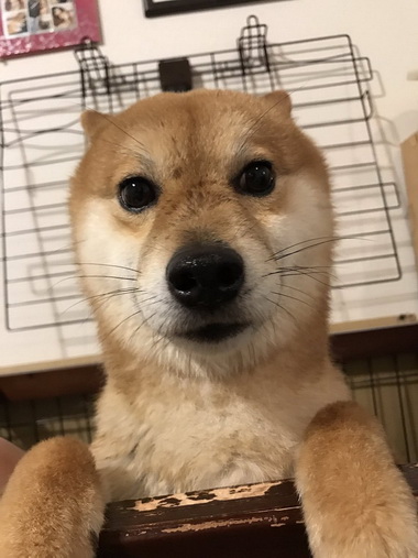 ヤバい豆柴シュクくん