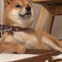 ヤバい豆柴シュクくん