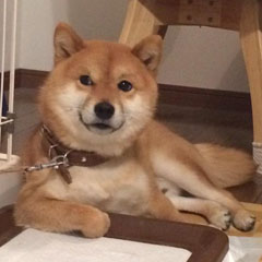 ヤバい豆柴シュクくん