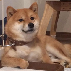 ヤバい豆柴シュクくん