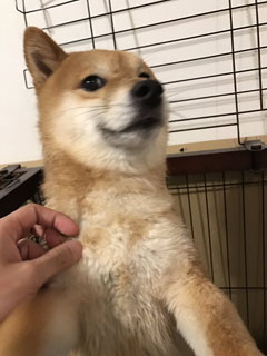 ヤバい豆柴シュクくん