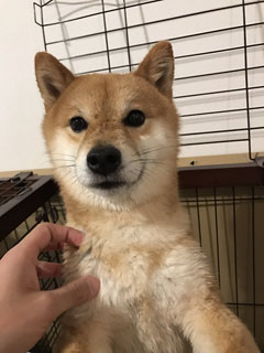 ヤバい豆柴シュクくん