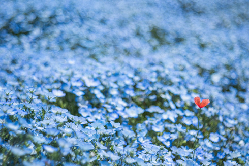 国営ひたち海浜公園ネモフィラ