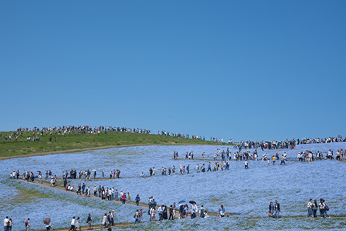 国営ひたち海浜公園ネモフィラ