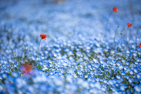 国営ひたち海浜公園ネモフィラ