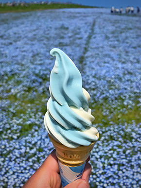 国営ひたち海浜公園ネモフィラ