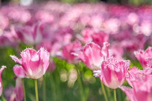 国営ひたち海浜公園ネモフィラ