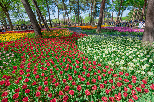 国営ひたち海浜公園ネモフィラ