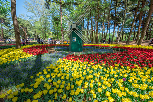 国営ひたち海浜公園ネモフィラ