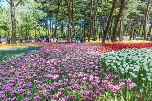 国営ひたち海浜公園ネモフィラ