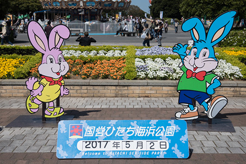 国営ひたち海浜公園ネモフィラ