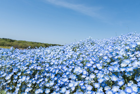 国営ひたち海浜公園ネモフィラ
