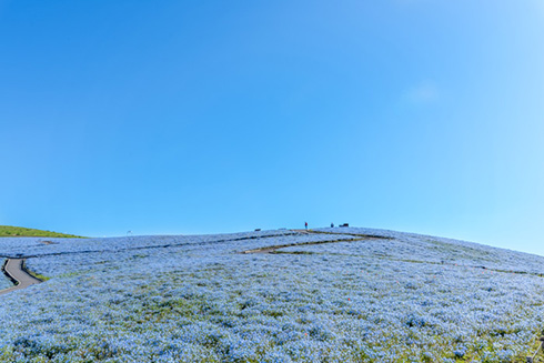 国営ひたち海浜公園ネモフィラ