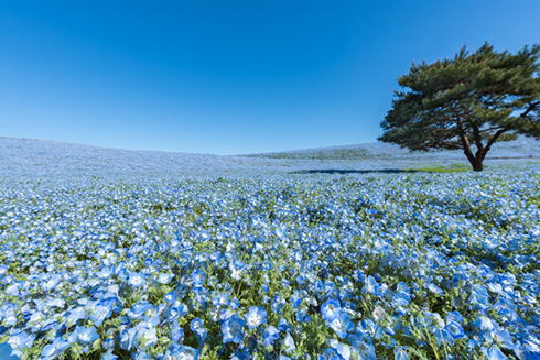 国営ひたち海浜公園ネモフィラ