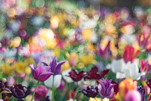 国営ひたち海浜公園ネモフィラ