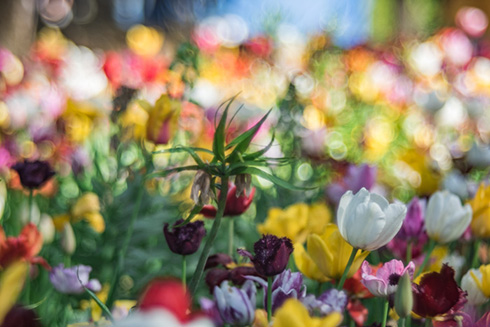 国営ひたち海浜公園ネモフィラ