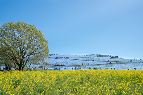 国営ひたち海浜公園ネモフィラ