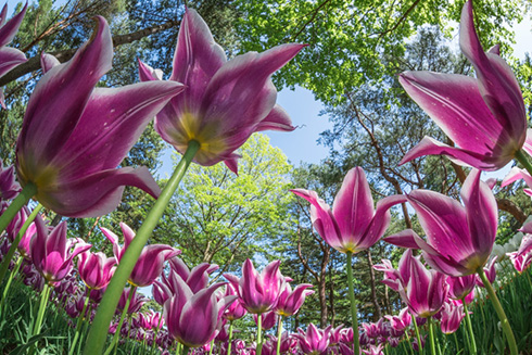 国営ひたち海浜公園ネモフィラ