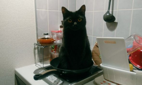 猫 フライパン 乗る お腹空いた 仏陀