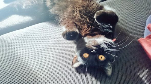 猫 フライパン 乗る お腹空いた 仏陀