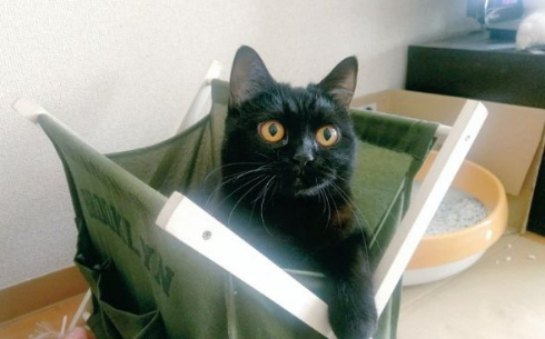 猫 フライパン 乗る お腹空いた 仏陀